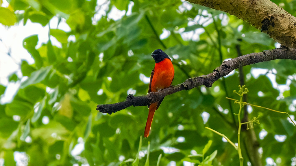 Orange Minivet